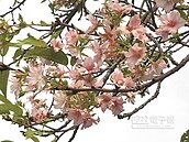 颱風打亂花序　秋天櫻花盛開