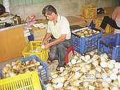 1支龍崎綠竹筍　天價200元