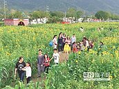 杉林有機花海迷宮　春節必遊