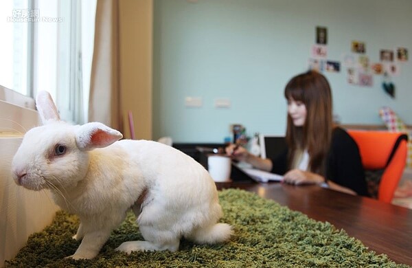 6.不死兔的臥房同時也兼具工作室,平時窩在這裡創作時,兔子也會乖乖陪在一旁。
