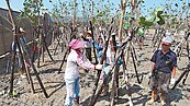 百人造林　重建苑港濱海公園