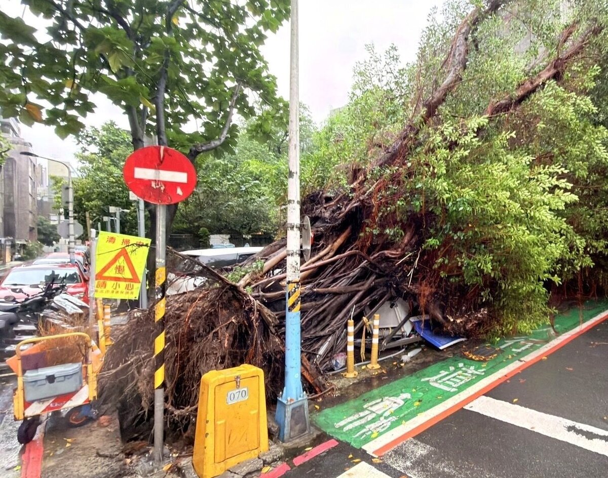 北市青田街路樹倒下,壓到4輛車。圖/聯合報記者廖炳棋翻攝