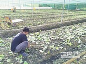 雲縣反映　產地菜價長期偏低