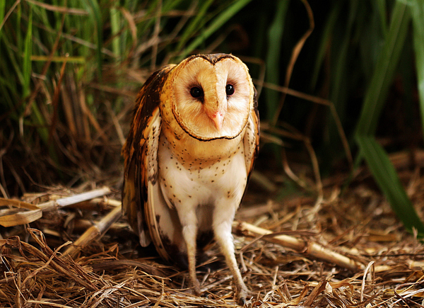 草鴞(圖/截取自台灣環境資訊協會)