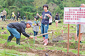 台水亂砍樹…暖暖居民動手種回來