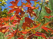 大雪山地區變色葉換彩妝　楓紅層層