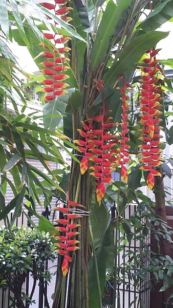 4. 倒吊懶人蕉開紅花時就像炮竹般搶眼。