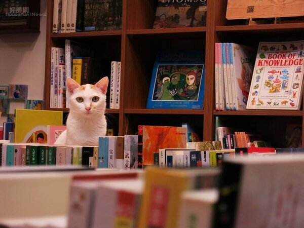 2.	受歡迎的貓咪成為書店特色之一。

