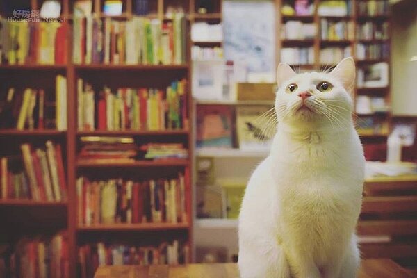 貓經濟為日本帶來了1年高達2兆3162億日圓（約台幣6800億）的經濟效益（圖／好房資料中心）