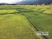 秋收之美攝影賽　推廣玉溪稻米