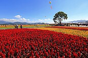 新社「孔雀」花海　今年不用擠