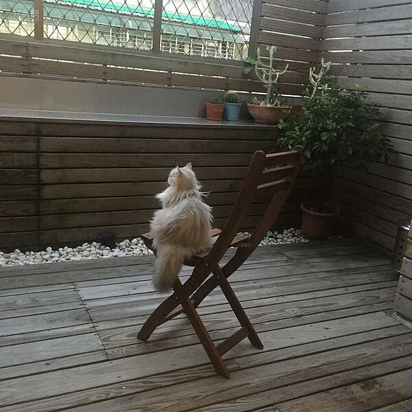 7-8.家裡有個超大南方松露天陽台,天氣好時玉兔會坐在吊椅上享受陽光或溜貓,圍籬高度夠也不怕被看光光。