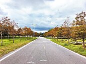 花蓮冬季的限定秘境　落羽松紅了