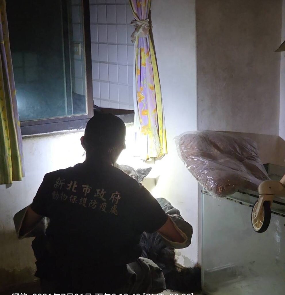 動保處人員正在稽查淡水租屋犬隻登記狀況。圖/新北市政府