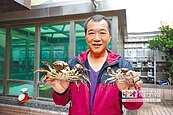 後龍溪保育有成　驚現毛蟹大王