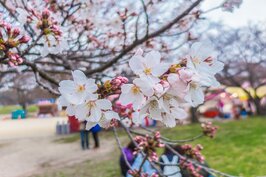 要在福岡賞櫻又不想舟車勞頓，最近也是最方便的地點就是位於福岡城跡旁的「大濠公園」。想要看到滿開的櫻花，建議是三月份最後一週到四月份第一週這半個月的時間內命中率最高。