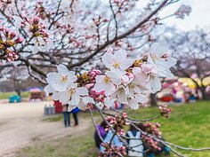 要在福岡賞櫻又不想舟車勞頓，最近也是最方便的地點就是位於福岡城跡旁的「大濠公園」。想要看到滿開的櫻花，建議是三月份最後一週到四月份第一週這半個月的時間內命中率最高。