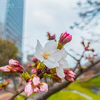白天櫻花看到爽，晚上來頓路邊攤，福岡賞櫻不用人擠人