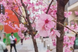 不僅大濠公園裡面有滿開的櫻花，就連福岡街頭也處處可見櫻花綻放。