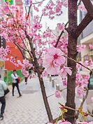 不僅大濠公園裡面有滿開的櫻花，就連福岡街頭也處處可見櫻花綻放。