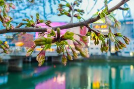 運河兩邊都有櫻花，這裡賞櫻只要時間對，然後搭配屋台的美食，真的是人生一大享受。