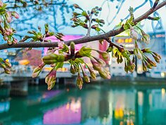 運河兩邊都有櫻花，這裡賞櫻只要時間對，然後搭配屋台的美食，真的是人生一大享受。