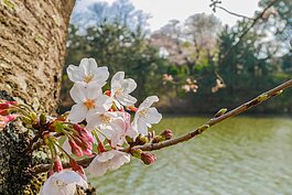 枝頭上的櫻花正大力的放送自己的美。