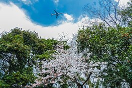 大濠公園櫻花一景。