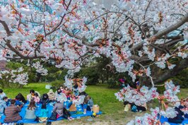 日本人有多愛賞櫻？看這張照片就知道。