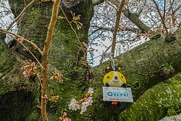 賞櫻時間一定要算準，不過運氣還是居多。早來晚到都只能看著空蕩蕩的枝頭嘆氣。