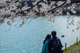大濠公園櫻花一景。