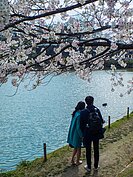 大濠公園櫻花一景。