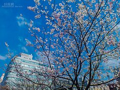 大濠公園櫻花一景。
