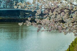 大濠公園櫻花一景。