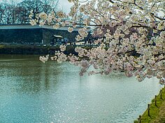 大濠公園櫻花一景。