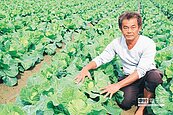 颱風、強降雨攪局　高麗菜遲收恐成菜土