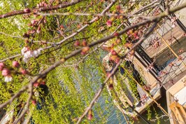 透過櫻花綻放的枝頭看到一艘艘扁舟靜靜的停靠在碼頭等著載觀光客遊河。