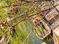 透過櫻花綻放的枝頭看到一艘艘扁舟靜靜的停靠在碼頭等著載觀光客遊河。