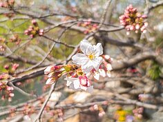 含苞待放的櫻花也別有一番風情。