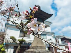 含苞待放的櫻花也別有一番風情。