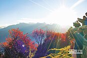 阿里山看日出 卡位賞美景