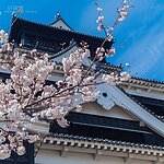 搭地面電車熊本城賞櫻