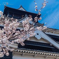 搭地面電車熊本城賞櫻