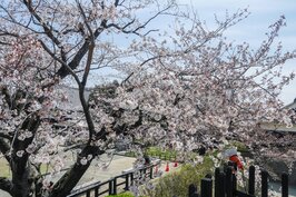 熊本城的櫻花大量綻放下，整棵櫻花樹如同爆炸般的盛開，十分的壯觀美麗。