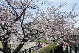 熊本城的櫻花大量綻放下，整棵櫻花樹如同爆炸般的盛開，十分的壯觀美麗。