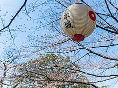 熊本城櫻花一景。