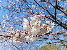 熊本城櫻花一景。