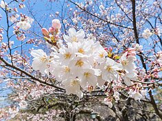 熊本城櫻花一景。