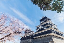 日本三大名城之一熊本城在櫻花的襯托下更顯得壯麗。