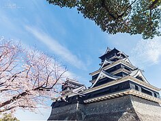 日本三大名城之一熊本城在櫻花的襯托下更顯得壯麗。